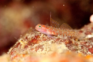 「オオゴチョウイソハゼの一種(背ビレちゃん)」のサムネイル画像