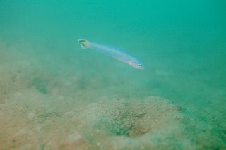 「スミレハナハゼ(Faldtail dart-goby,Flagtail dartfish,フラッグテールダートゴビー)」のサムネイル画像