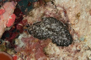 「アカンソゾーン属の一種」のサムネイル画像