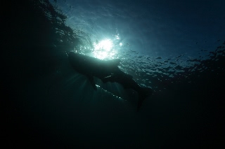 「ジンベエザメ(ジンベイザメ)」のサムネイル画像