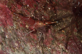 「サラサエビ」のサムネイル画像