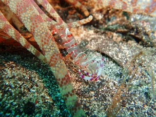 「ホンカクレエビ属の一種」のサムネイル画像