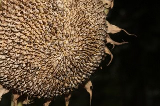 「TITAN(タイタン)」のサムネイル画像