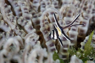 「アマノガワテンジクダイ(バンガイ・カーディナルフィッシュ,banggai cardinalfish)」のサムネイル画像