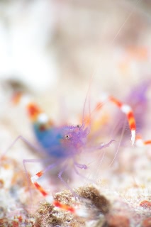 「バイオレットボクサーシュリンプ(Blue boxer shrimp)」のサムネイル画像
