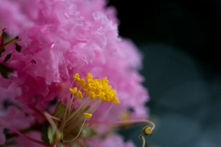 「サルスベリ」のサムネイル画像