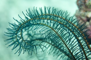 「ウミシダの仲間(sea feather)」のサムネイル画像