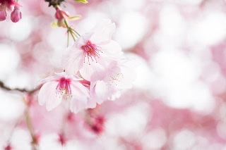 「ヨコハマヒザクラ(横浜緋桜)」のサムネイル画像