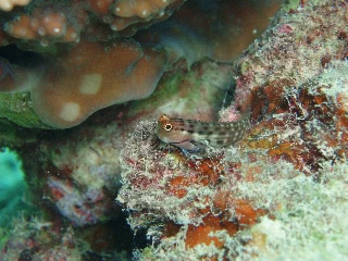 「ゴイシギンポ」のサムネイル画像