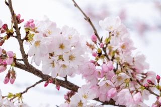 「ソメイヨシノ(染井吉野)」のサムネイル画像