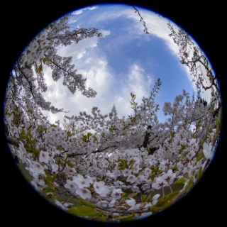 「ソメイヨシノ(染井吉野)」のサムネイル画像