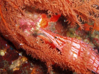 「クダゴンベ(longnose hawkfish)」のサムネイル画像