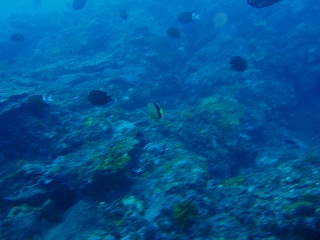 「シラコダイ」のサムネイル画像