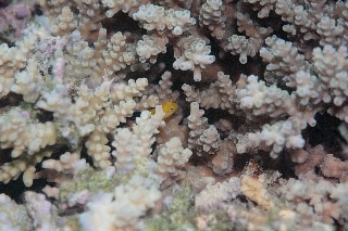 「キイロサンゴハゼ」のサムネイル画像