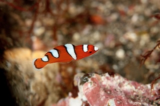 「ツユベラ」のサムネイル画像