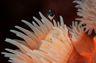 「ウスアカイソギンチャク」のサムネイル画像