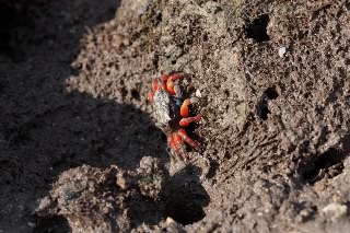 「シオマネキの仲間」のサムネイル画像