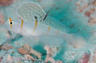 「ニチリンダテハゼ(Randall's prawn-goby)」のサムネイル画像