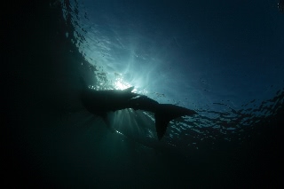 「ジンベエザメ(ジンベイザメ)」のサムネイル画像