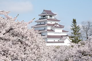 「ソメイヨシノ(染井吉野)」のサムネイル画像