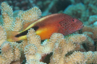 「ホシゴンベ(blackside hawkfish)」のサムネイル画像