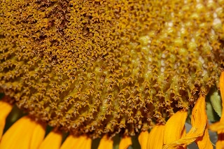 「TITAN(タイタン)」のサムネイル画像