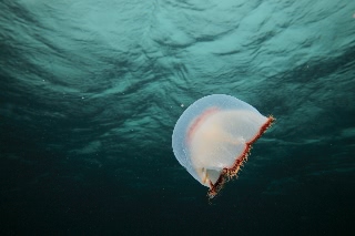 「ミズクラゲ(Moon Jelly)」のサムネイル画像