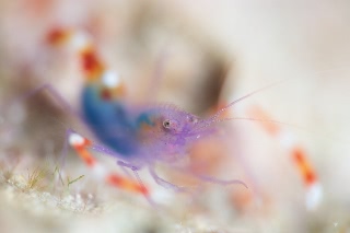 「バイオレットボクサーシュリンプ(Blue boxer shrimp)」のサムネイル画像