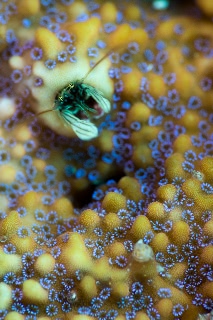 「カンザシヤドカリ(Coral Hermit Crab)」のサムネイル画像