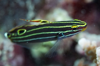 「キンセンハゼ 」のサムネイル画像