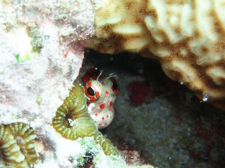 「モンツキカエルウオ」のサムネイル画像