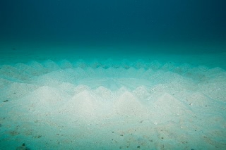 「アマミホシゾラフグ」のサムネイル画像