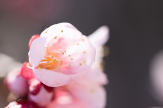 「ウメ」のサムネイル画像