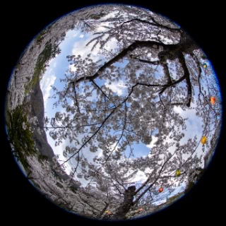 「ソメイヨシノ(染井吉野)」のサムネイル画像