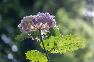 「アジサイ」のサムネイル画像