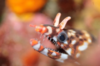 「トラウツボ」のサムネイル画像