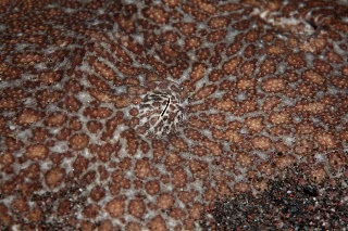 「カスザメ」のサムネイル画像