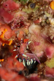 「アデヤカミノウミウシ」のサムネイル画像