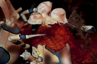 「フリソデエビ(Harlequin shrimp)」のサムネイル画像