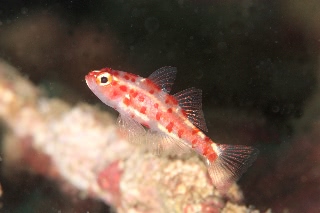 「red-blotched pygmy-goby(レッドブロッチピグミーゴビー)」のサムネイル画像