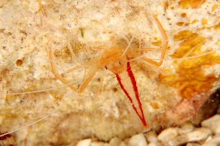 「アーレイボクサーシュリンプ」のサムネイル画像