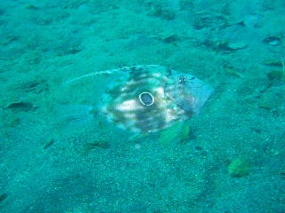 「マトウダイ」のサムネイル画像