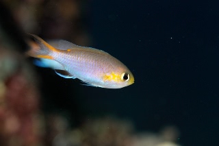 「無題」のサムネイル画像