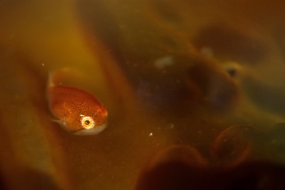 「ホテイウオ(ゴッコ)」のサムネイル画像