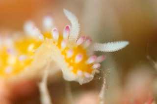 「イガグリウミウシ」のサムネイル画像
