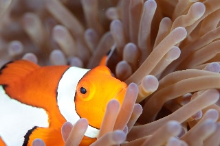 「カクレクマノミ(Western Clown Anemonefish)」のサムネイル画像