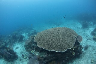 「無題」のサムネイル画像