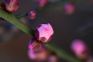 「ウメ」のサムネイル画像