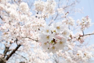 「ソメイヨシノ(染井吉野)」のサムネイル画像