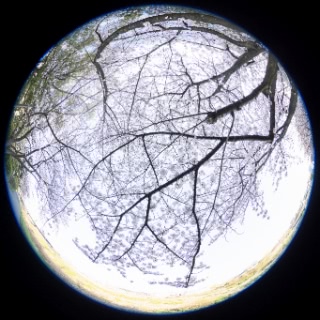 「ソメイヨシノ(染井吉野)」のサムネイル画像